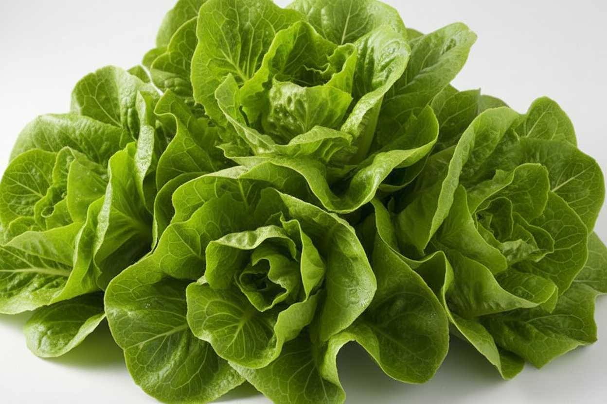Multiple Fresh Lettuce - Batavia Variety